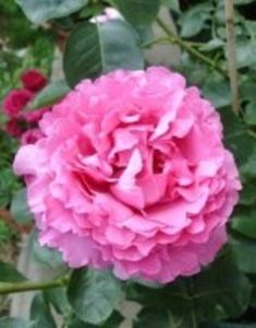 queen adelaide - COLECTIA DE TRANDAFIRI