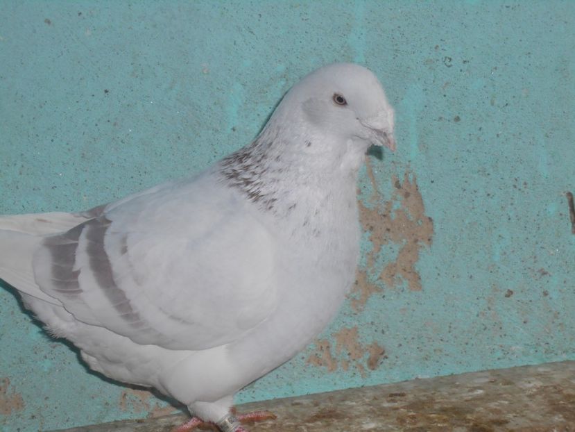 Picture 1574 - Masculi argintii pt 2018