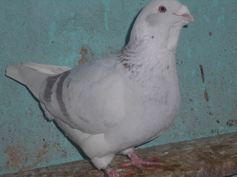 Picture 1577 - Masculi argintii pt 2018