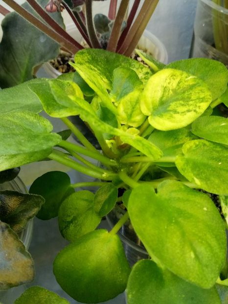 22 ian - Ramblin Silver