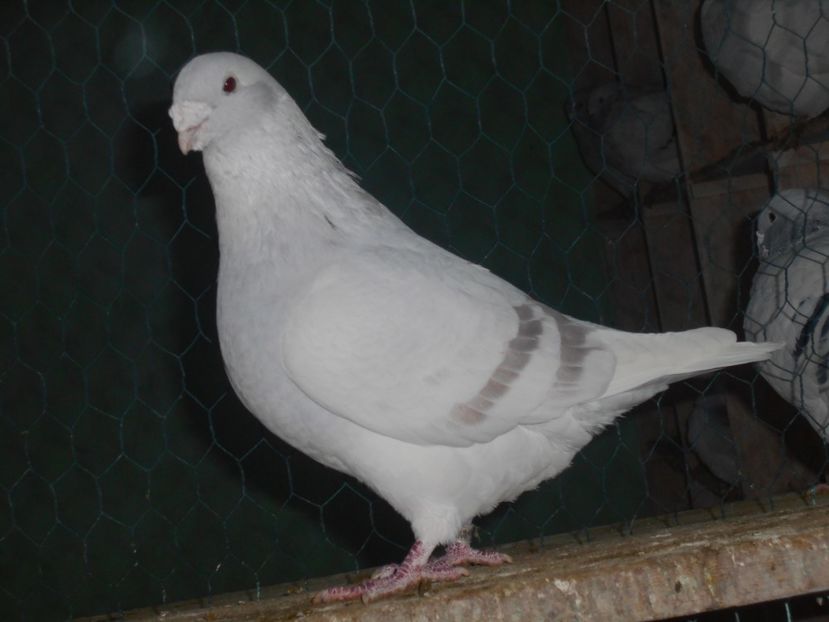 Picture 1562 - Masculi argintii pt 2018