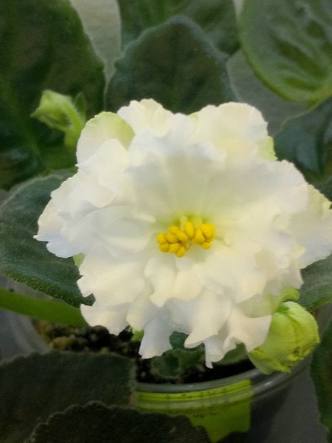 22 ian - ZZ EK Belaia Koroleva -White Queen