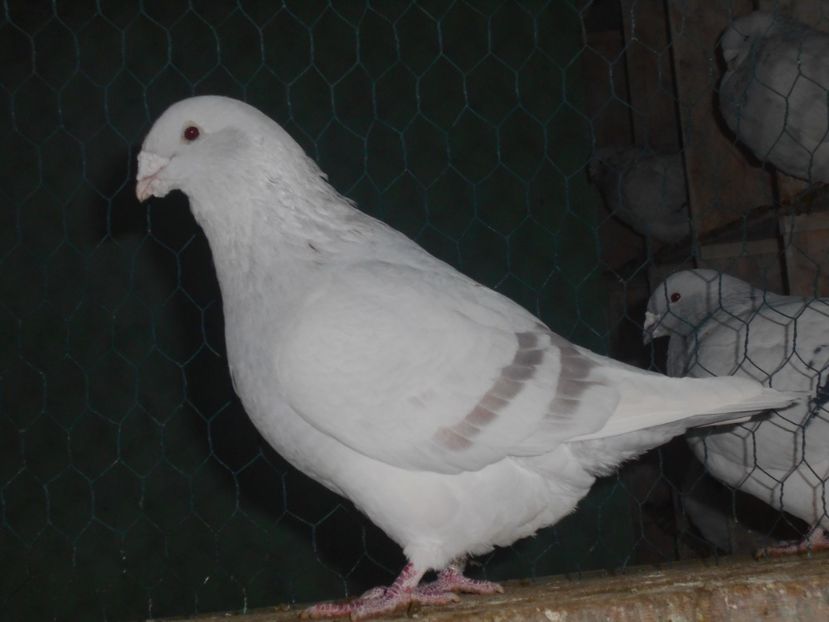 Picture 1563 - Masculi argintii pt 2018