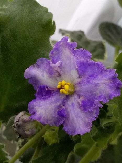 22 ian - ZZ Partly Cloudi