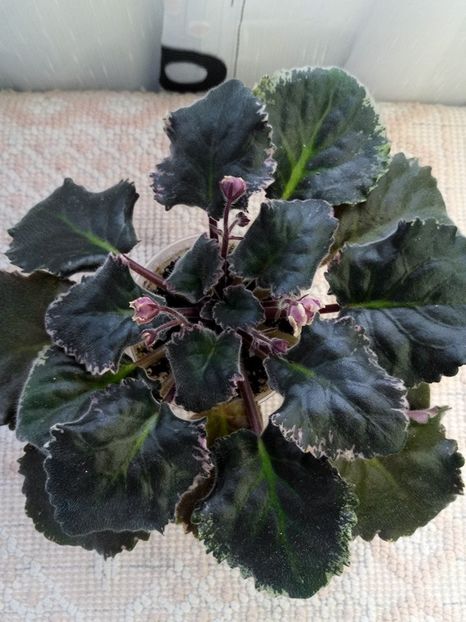 22 ian - ZZ LE Pariszkije Tainy