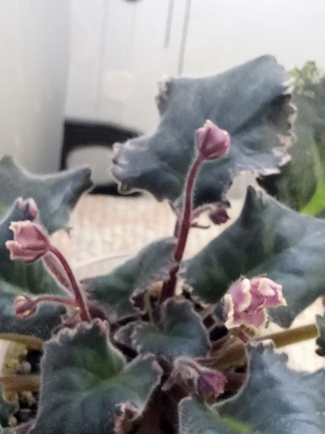 22 ian - ZZ LE Pariszkije Tainy