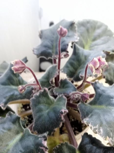 22 ian - ZZ LE Pariszkije Tainy