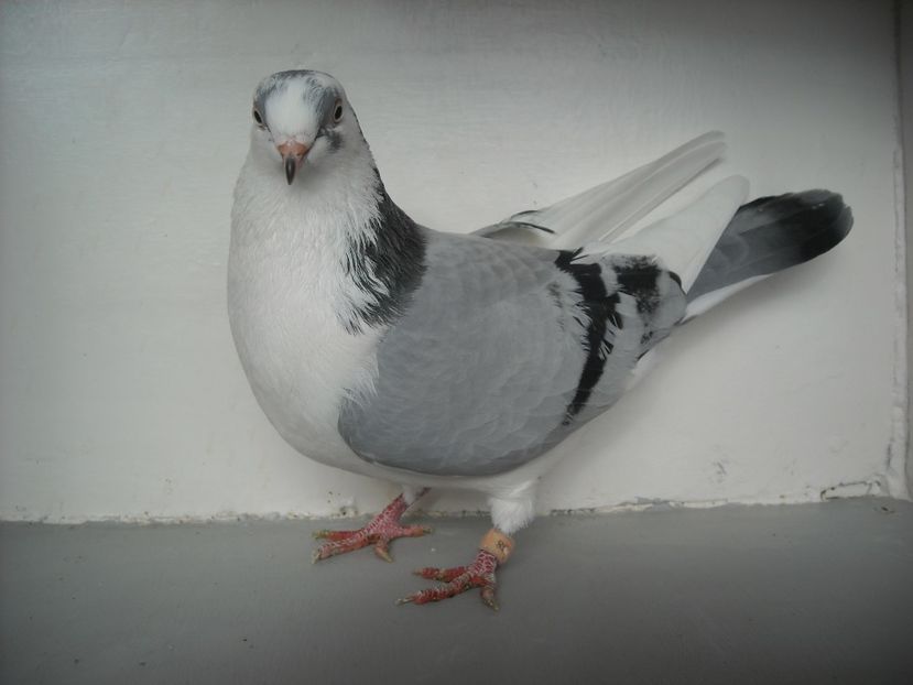  - PORUMBEI CARE MI AU APARTINUT