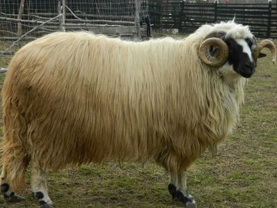 Anton - BERBECI 2017