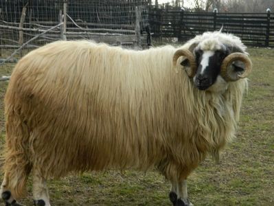 Anton - BERBECI 2017