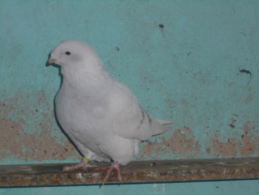 Picture 1533 - Masculi argintii pt 2018