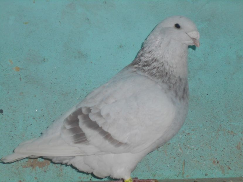 Picture 1578 - Masculi argintii pt 2018