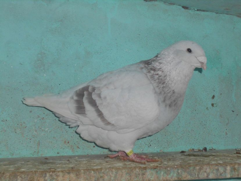 Picture 1579 - Masculi argintii pt 2018