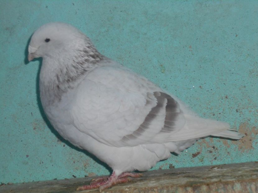 Picture 1580 - Masculi argintii pt 2018