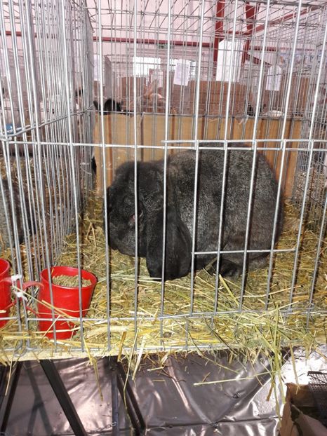  - 4 Expo 19-21 ian 2018 Targu Neamt