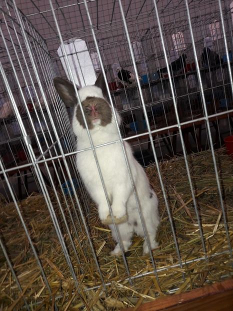  - 4 Expo 19-21 ian 2018 Targu Neamt