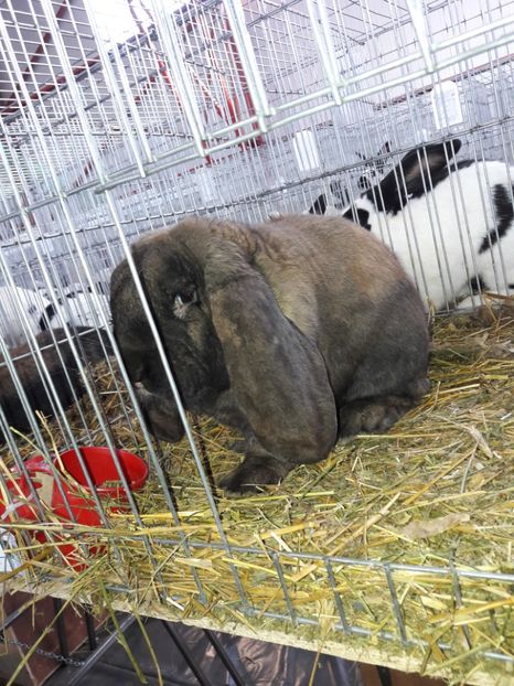  - 4 Expo 19-21 ian 2018 Targu Neamt