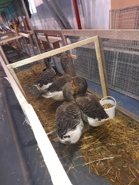  - 4 Expo 19-21 ian 2018 Targu Neamt