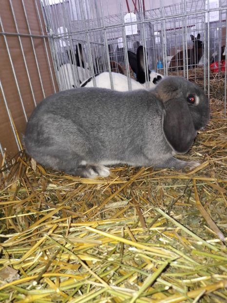  - 4 Expo 19-21 ian 2018 Targu Neamt