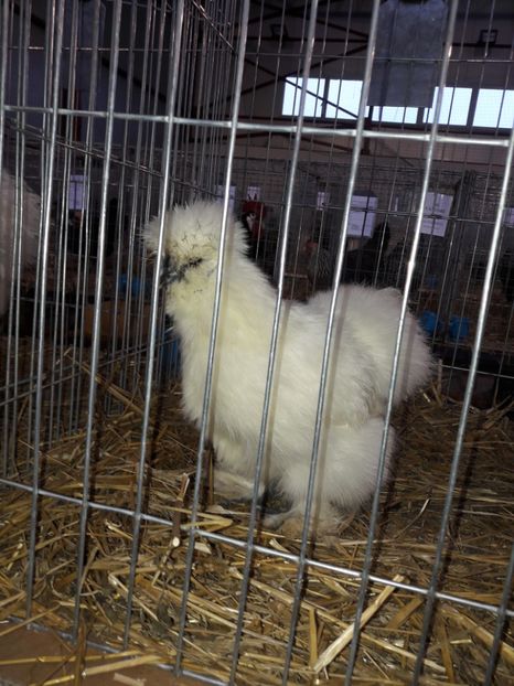  - 4 Expo 19-21 ian 2018 Targu Neamt