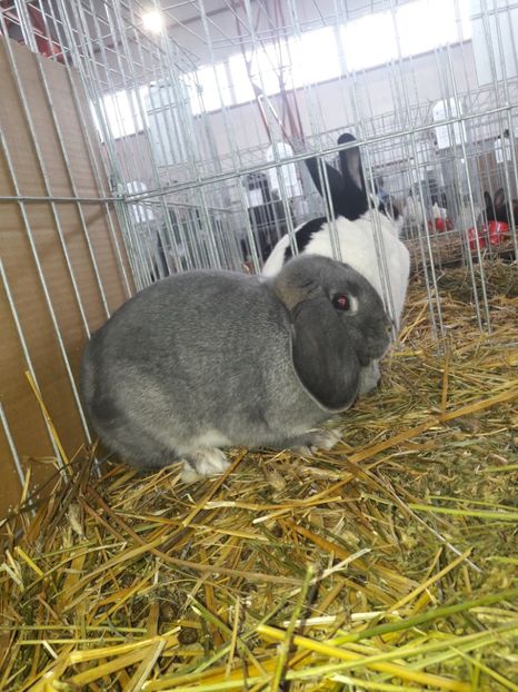  - 4 Expo 19-21 ian 2018 Targu Neamt