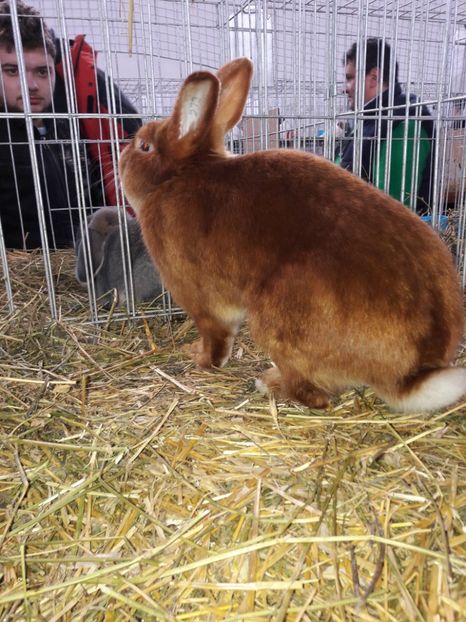  - 4 Expo 19-21 ian 2018 Targu Neamt