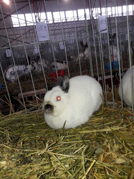  - 4 Expo 19-21 ian 2018 Targu Neamt