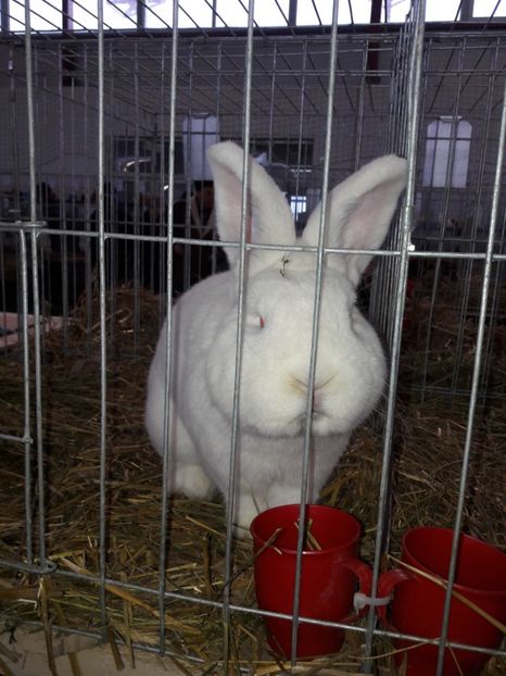  - 4 Expo 19-21 ian 2018 Targu Neamt