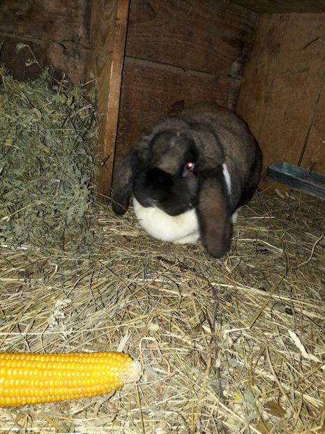  - 0_1 femela thuringer cu mantie