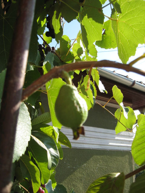 Picture 8531 - Guava - PSIDIUM GUAJAVA