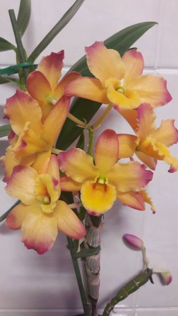  - Dendrobium Oriental Smile Fantasy