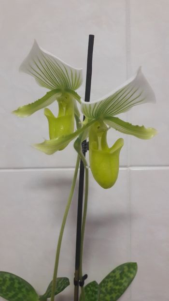  - Paphiopedilum Clair de Lune