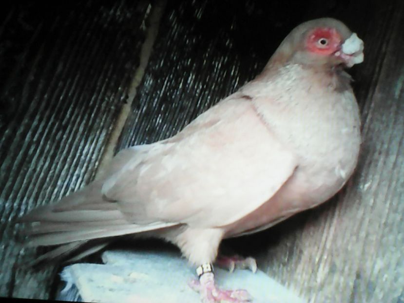  - B E R B E R I  ---    BARBS  PIGEONS