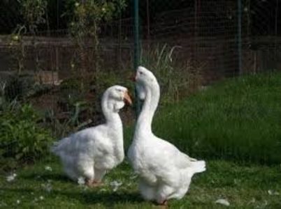 gaste holmogor - DESPRE GASTE