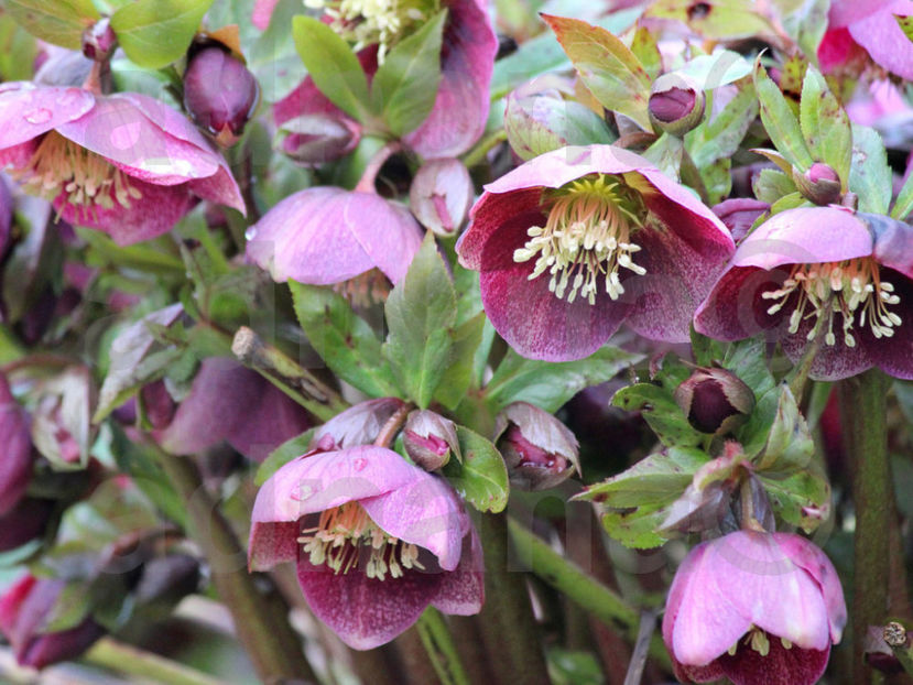  - Helleborus orientalis - Spanz