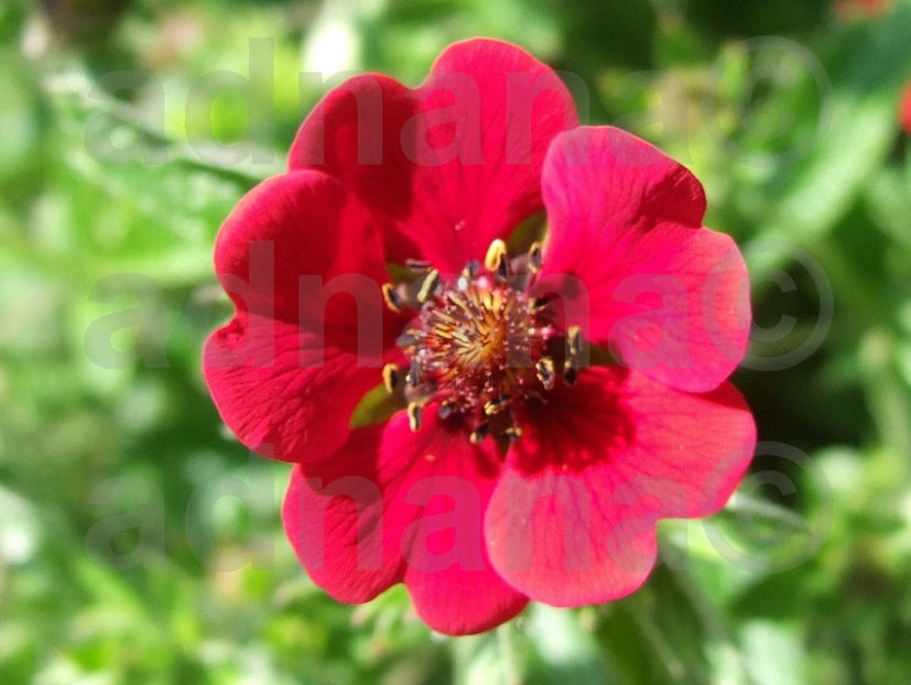  - Potentilla atrosanguinea