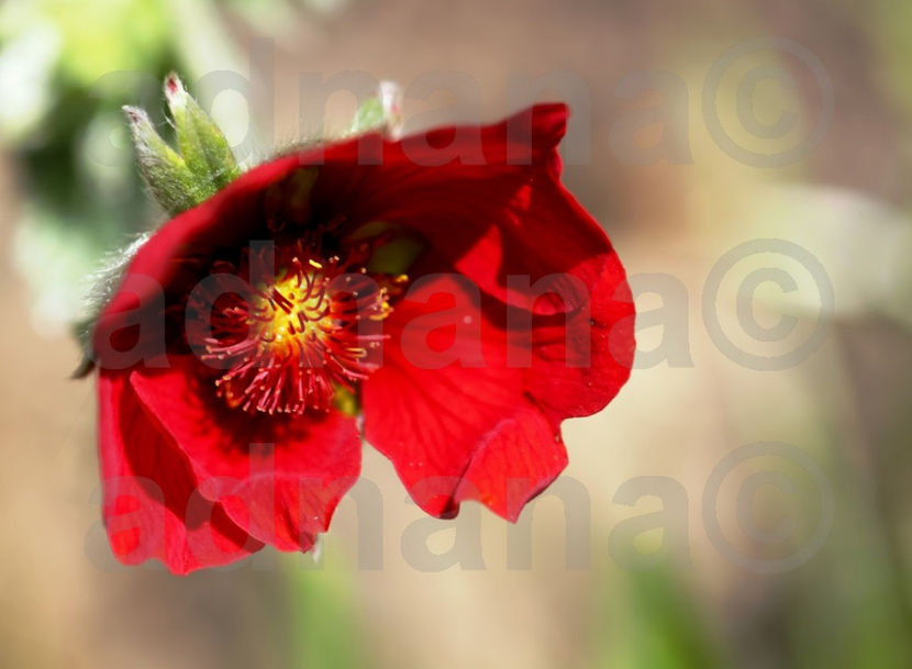  - Potentilla atrosanguinea