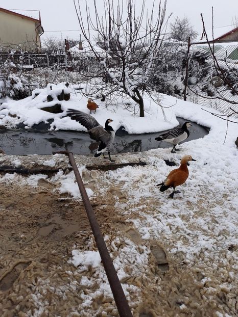 IMG-20180122-WA0009 - De prin curte