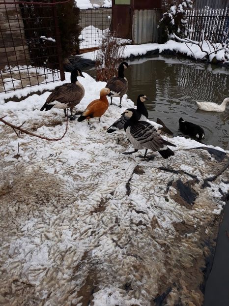 IMG-20180122-WA0006 - De prin curte