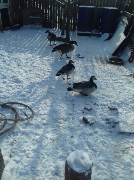 IMG-20180116-WA0000 - De prin curte