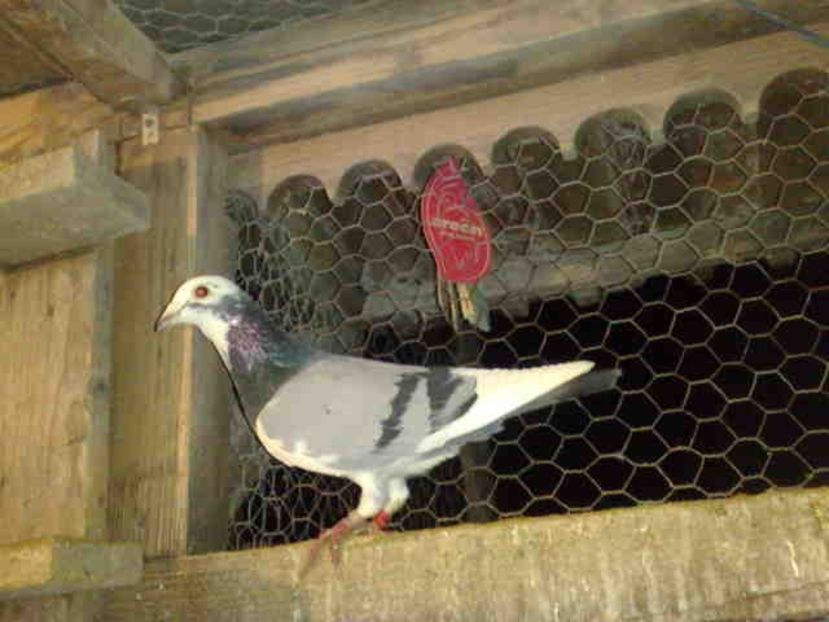 Mama masculului este direct din crescatoria lu Tomeu - Tomeu Nina-multicampeon colombofilo de Campos-Mallorca-Spania-Detin multi porumbei de la el