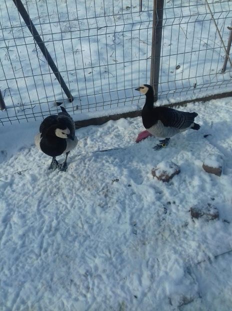 IMG-20180116-WA0002 - De prin curte