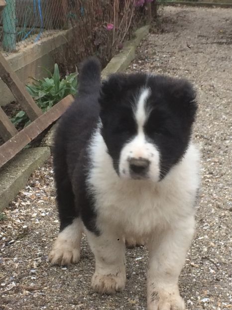 AD319CCF-3663-43FD-9554-47AD5F0A825F - Cateii nostri