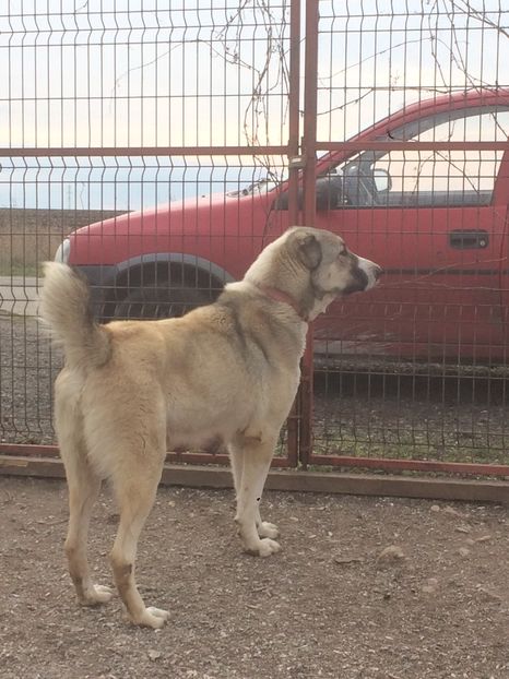 EA13246D-C8E3-4E8F-BE1F-917235594DCD - Cateii nostri