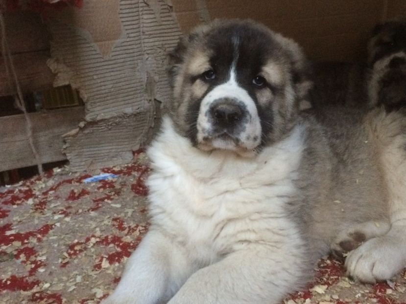 9A249BAE-E7B9-437A-8F86-78CA59492BAA - Cateii nostri