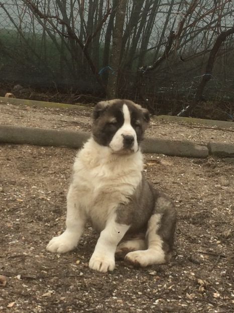 A3D4301C-306B-4D9A-9AFB-5ECA9AD4AF36 - Cateii nostri