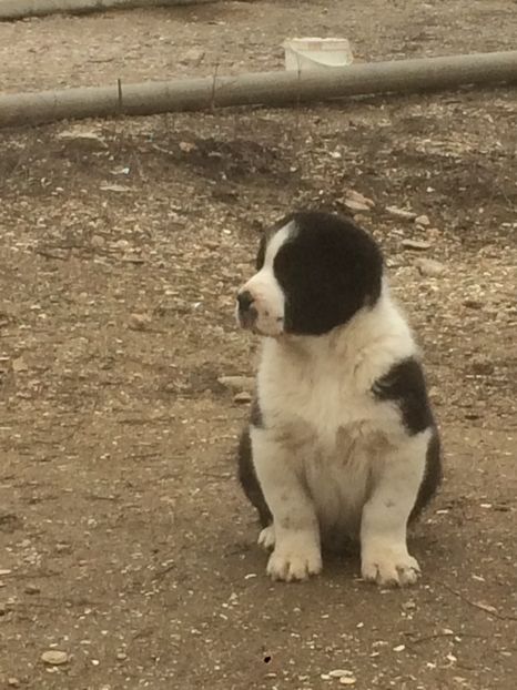 800B2C9D-B7A0-438C-9AAB-80045A691149 - Cateii nostri