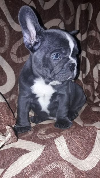 IMG-20180122-WA0083 - Bulldog francez de vanzare