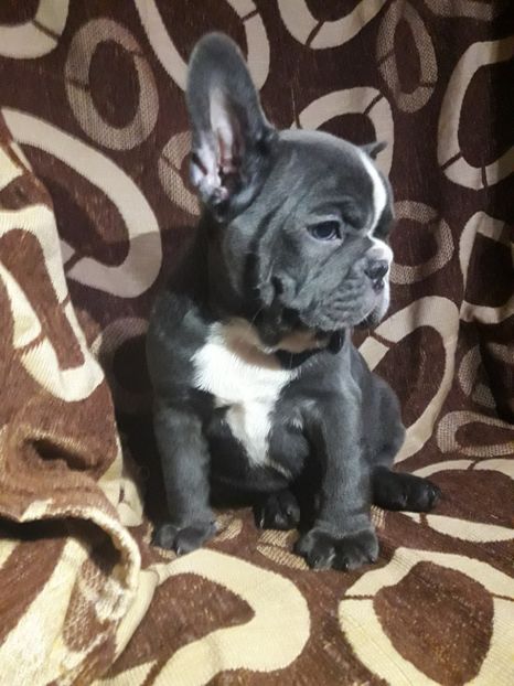  - Bulldog francez de vanzare