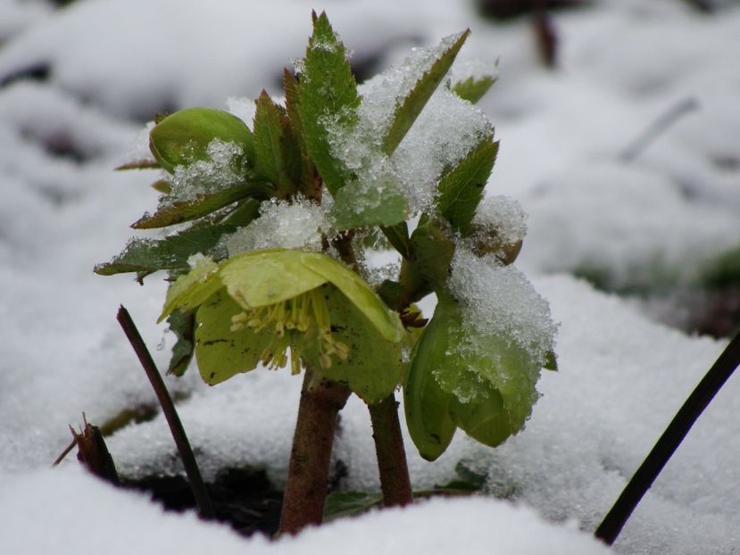 Am îngheţat...Brrr! - Ianuarie 2018 - Februarie 2018